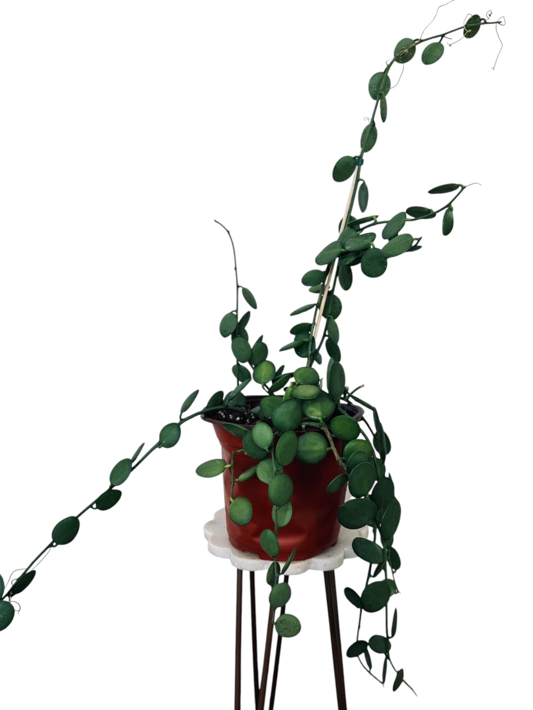String of Coins, Silver Dollar Vine, Xerosicyos danguyi