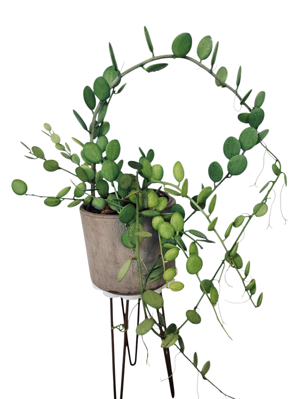 String of Coins, Silver Dollar Vine, Xerosicyos danguyi