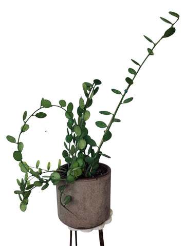 XL String of Coins (Xerosicyos danguyi) rare succulent