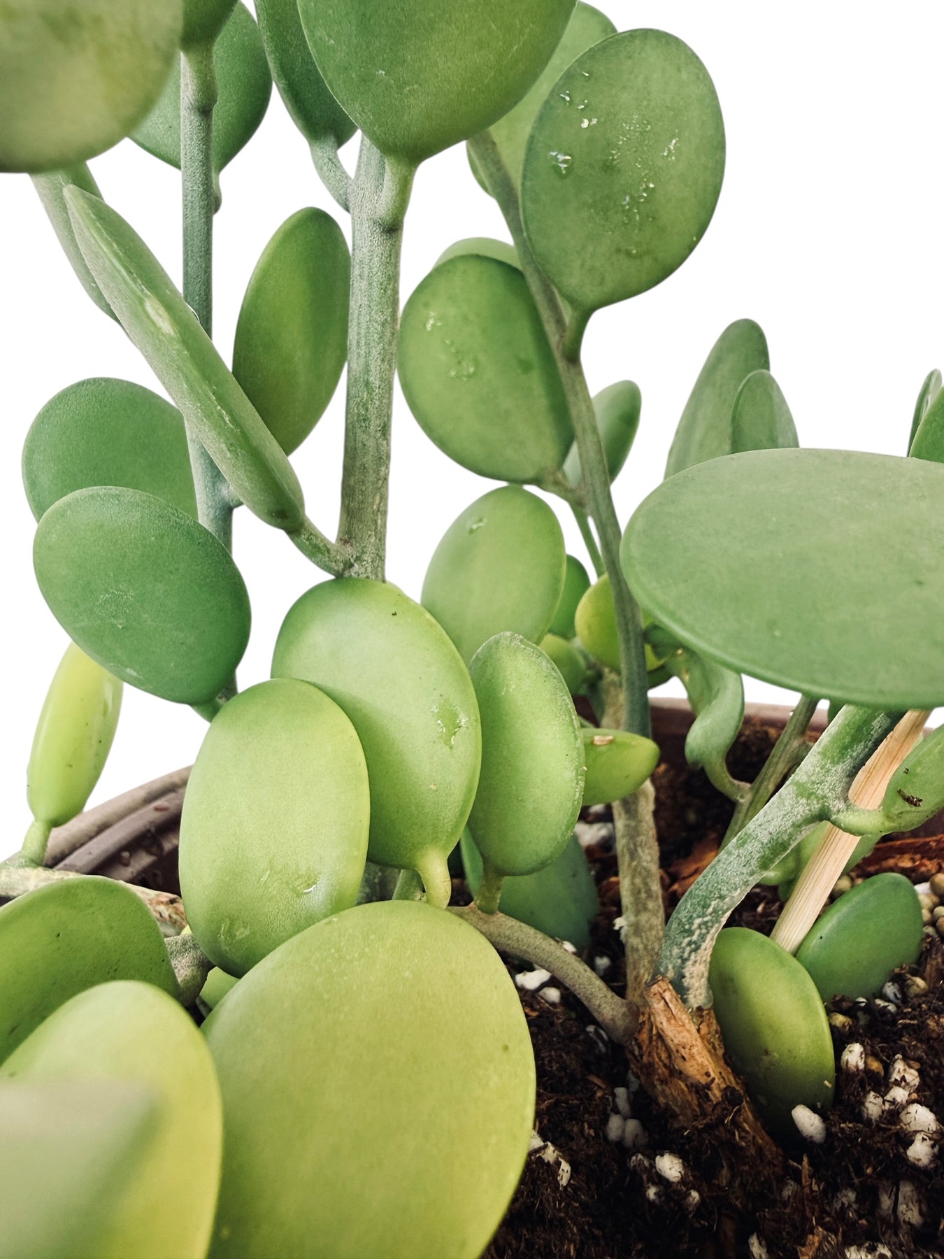 succulent coin plant XL String of Coins (Xerosicyos danguyi) rare succulent