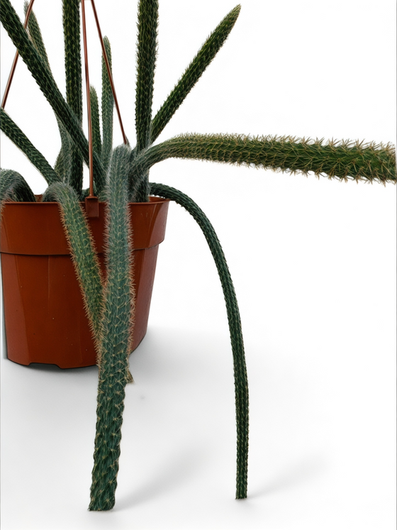 Aporocactus Rat Tail Cactus - rare cactus