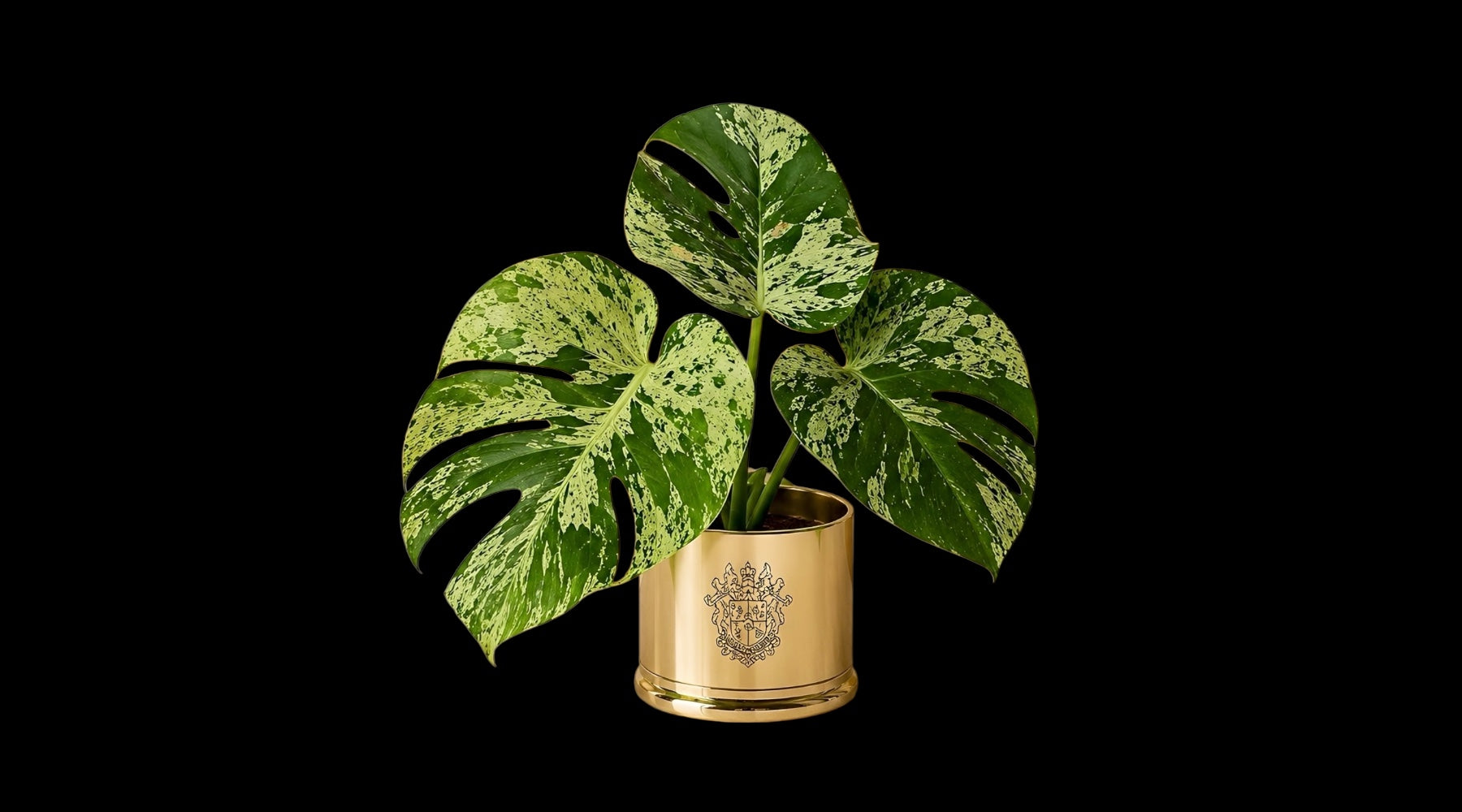Plant Vault | The Exotic & Rare Plant Shop