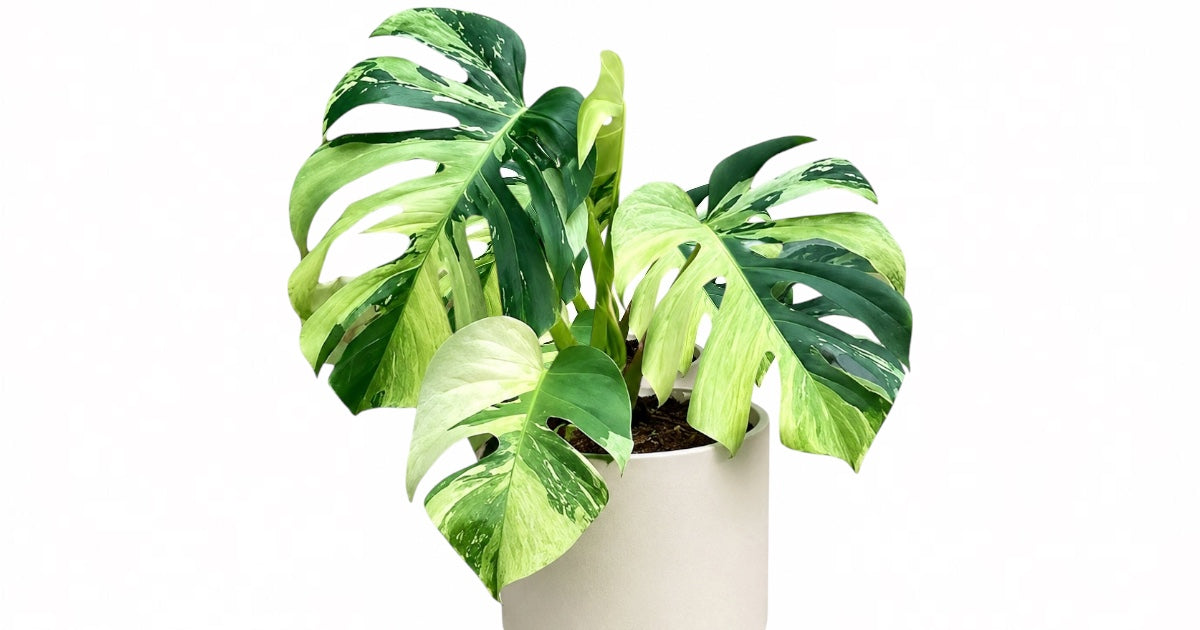 Plant Vault | The Exotic & Rare Plant Shop