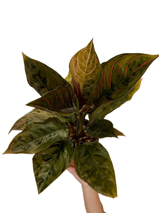 Aglaonema Red Army