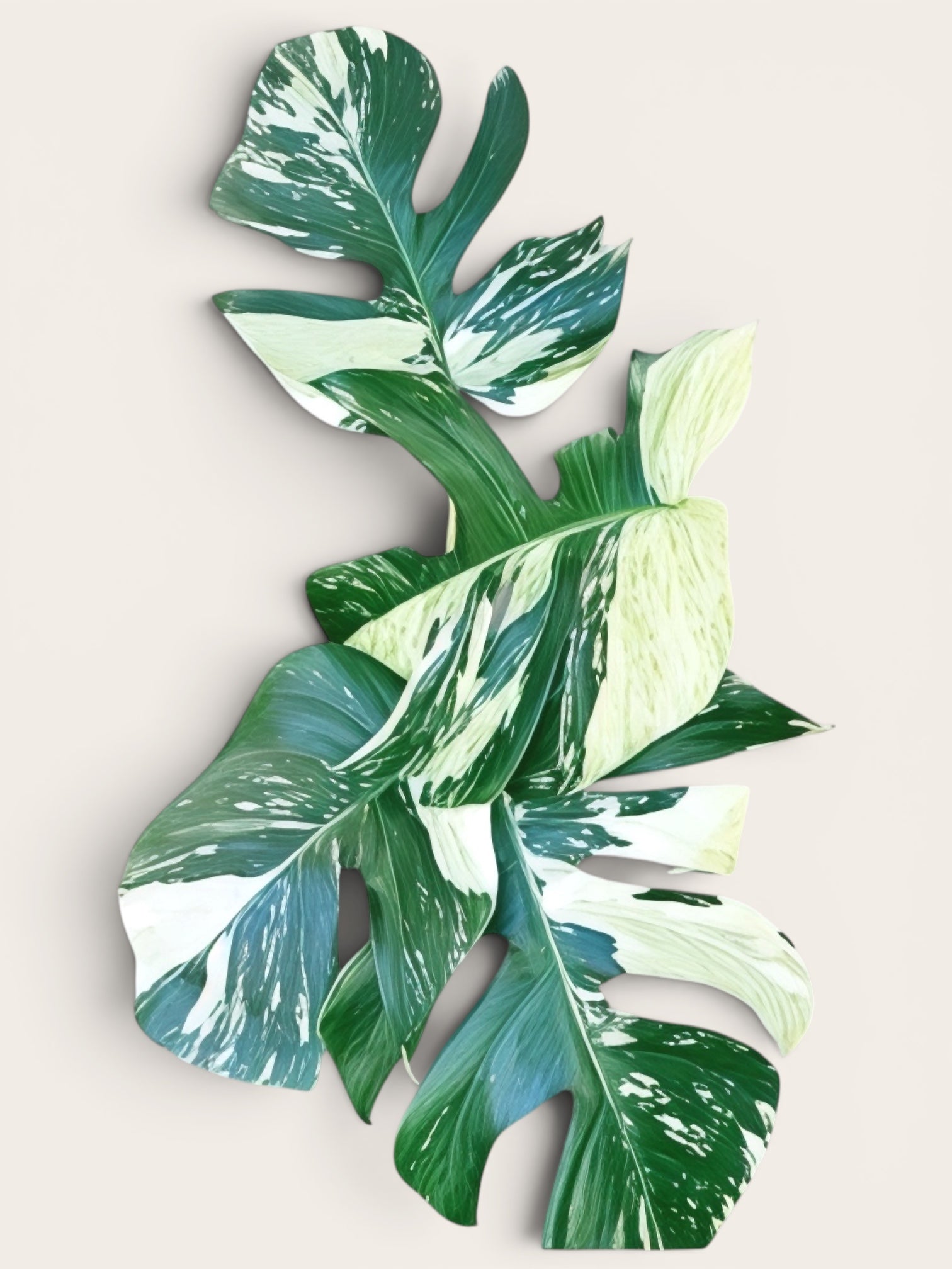 XL Monstera Jungle Mint - highly variegated monstera – Plant Vault