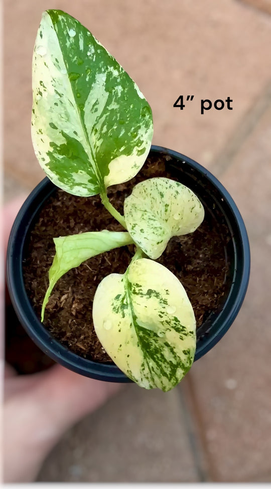 Monstera Creme Brulee variegated plant.  High variegation cream, yellow and green plant