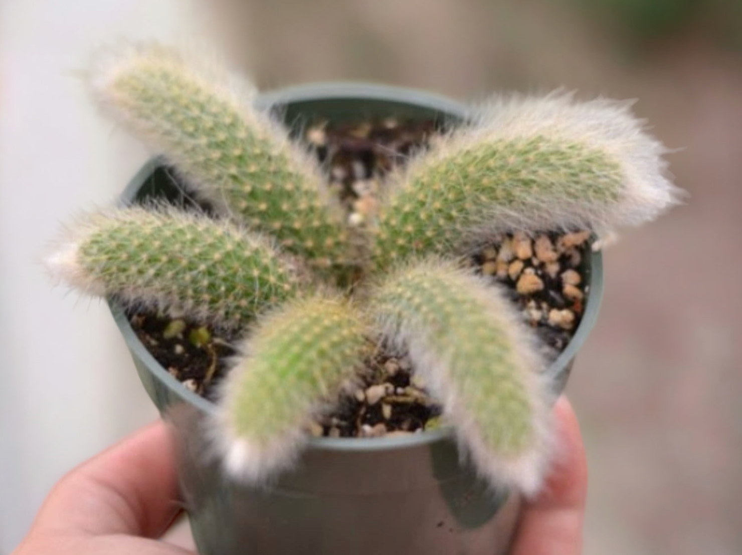 monkey plant succulent Monkey Tail Cactus – Plant Vault