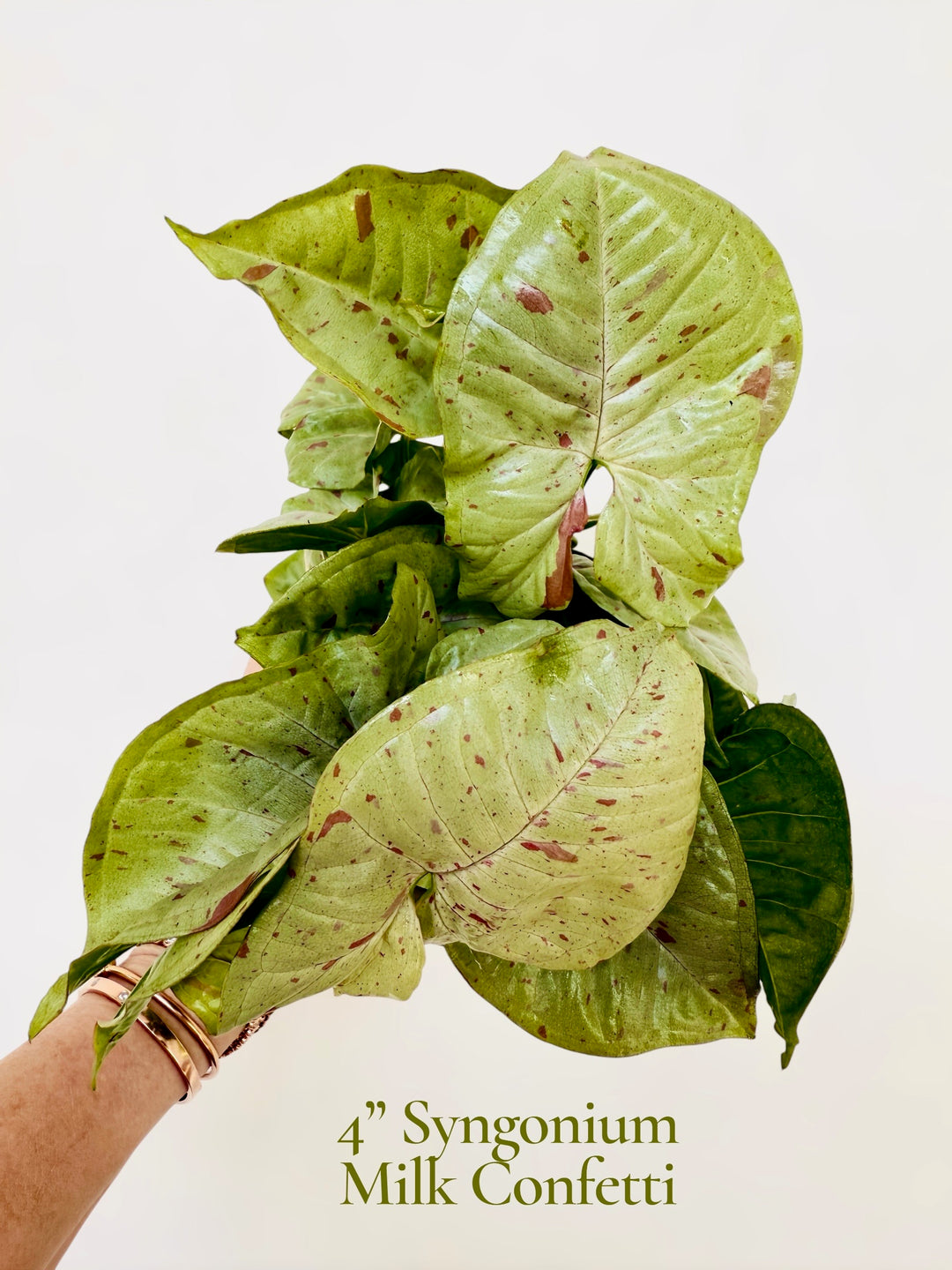 Syngonium Milk Confetti for sale 