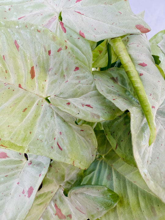 Syngonium Milk Confetti for sale at Plant Vault