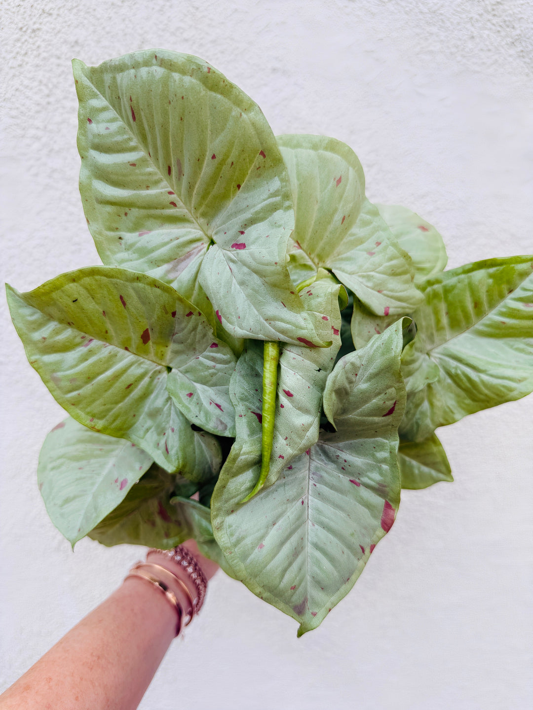 Syngonium Milk Confetti for sale 