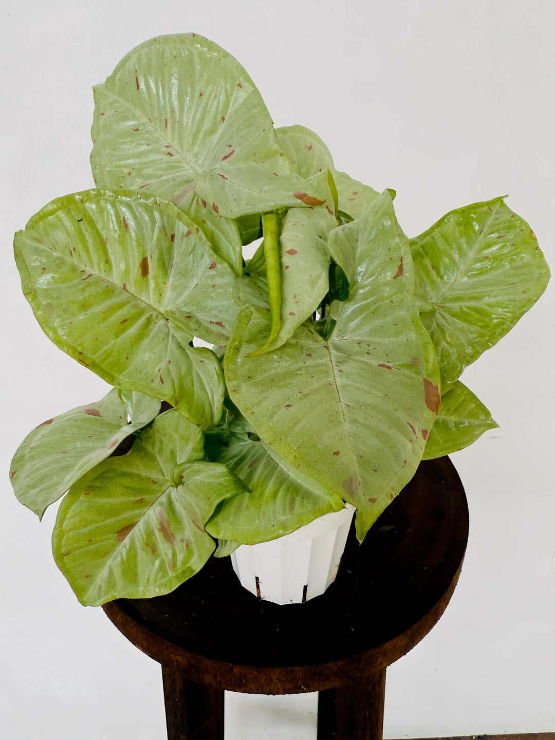 Syngonium Milk Confetti for sale at Plant Vault