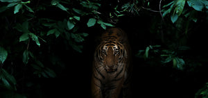 Plant Vault's cover image of a tiger coming out of a green jungle - Encinitas California