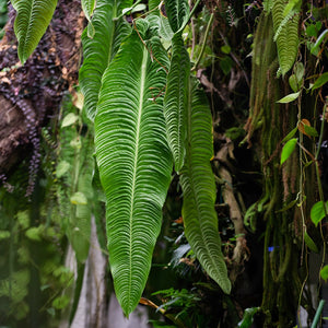 Anthurium King Tropical Plant
