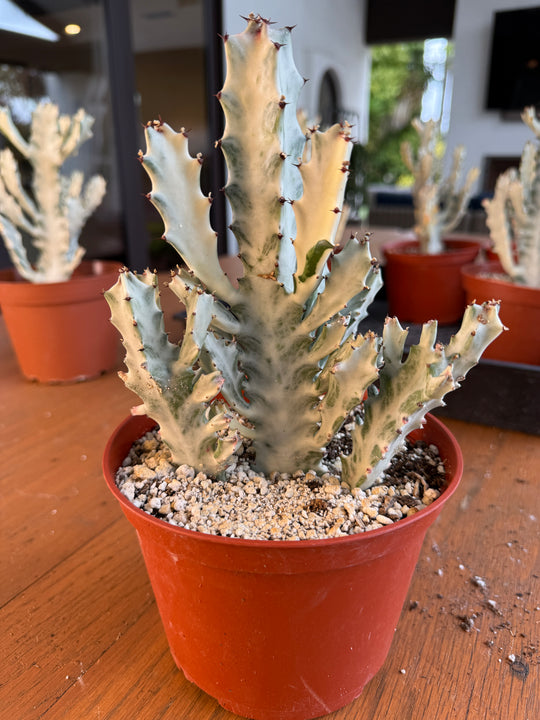 Ghost Cactus for sale at Plant Vault