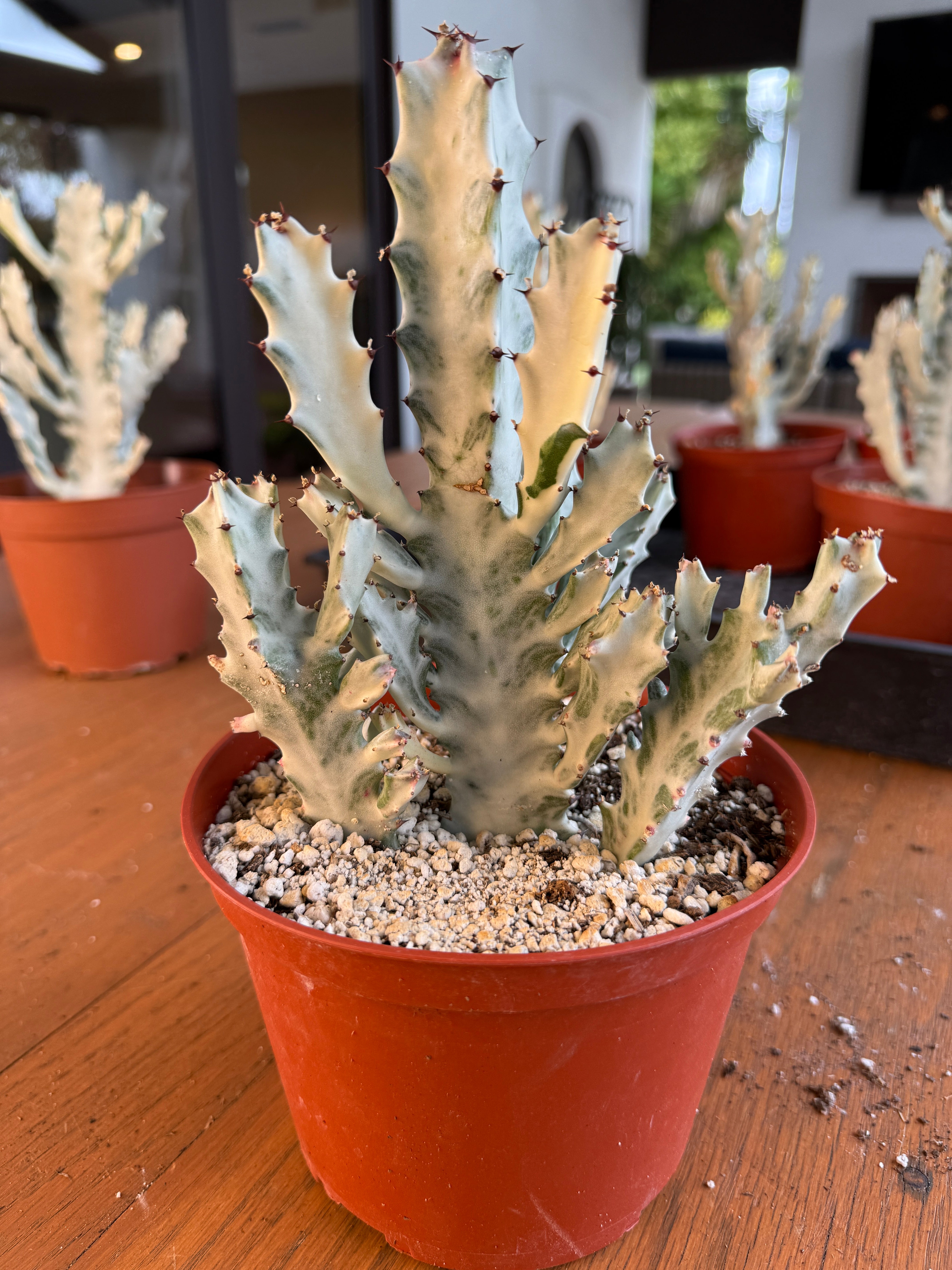 Ghost Cactus for sale at Plant Vault