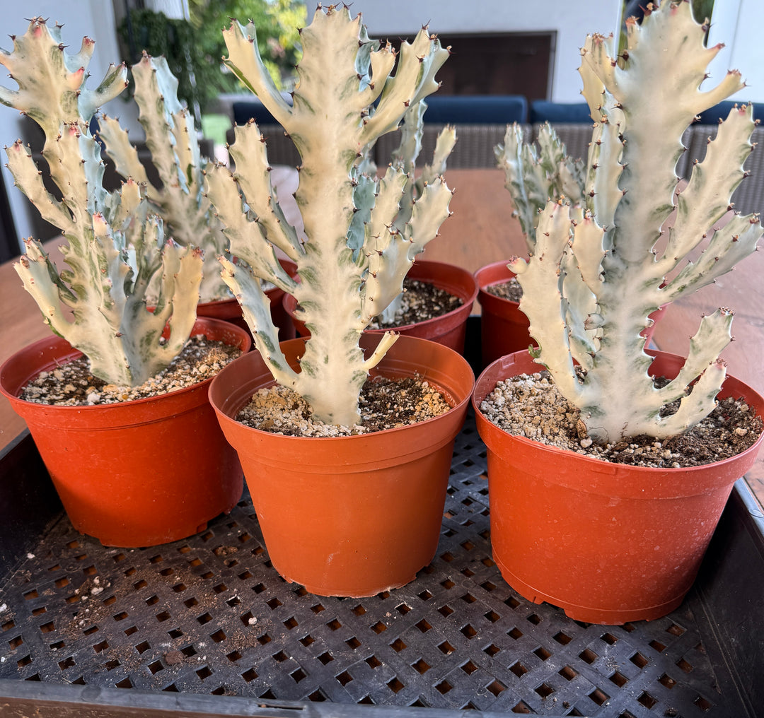 Group of Ghost Cactus