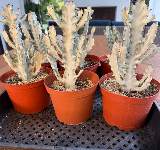 Group of Ghost Cactus