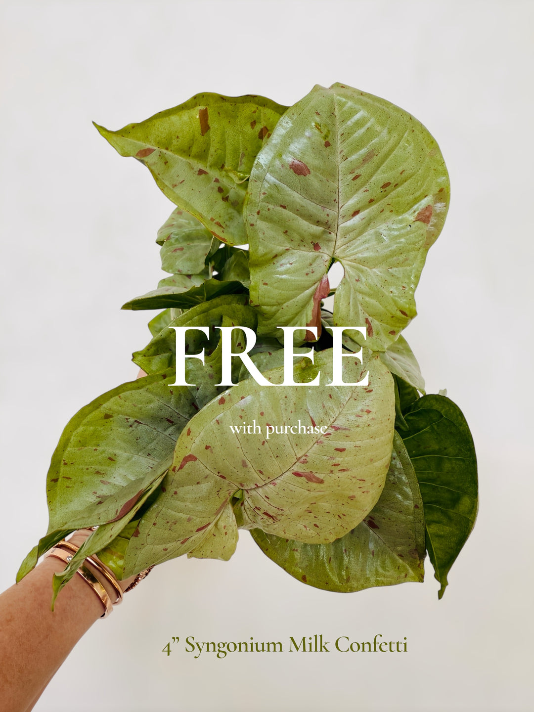 Free Plant with Purchase