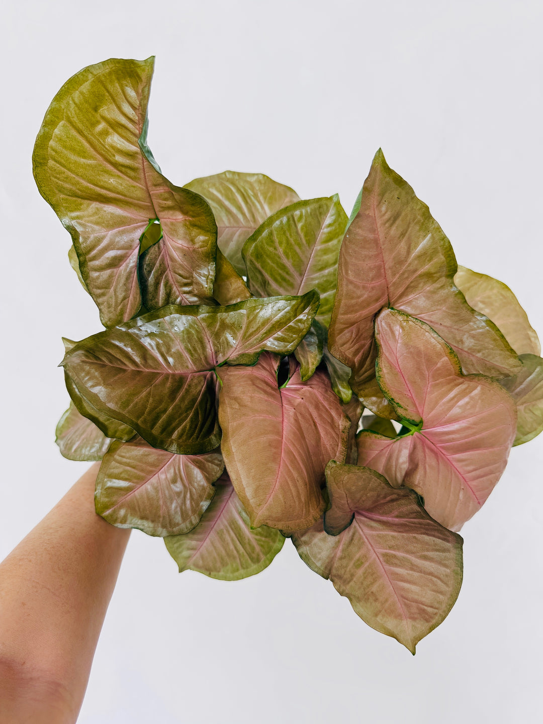 Syngonium Neon Robusta - Unique for sale at Plant Vault