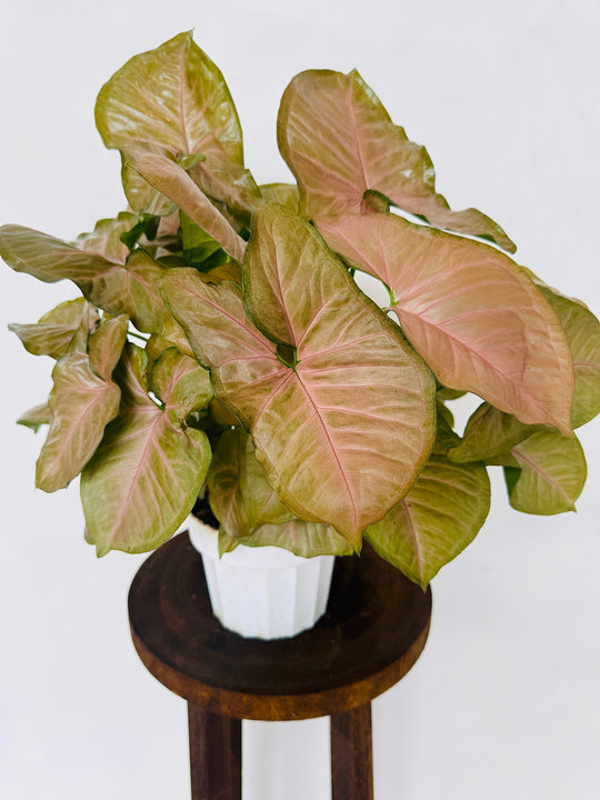 Syngonium Neon Robusta - Unique for sale 