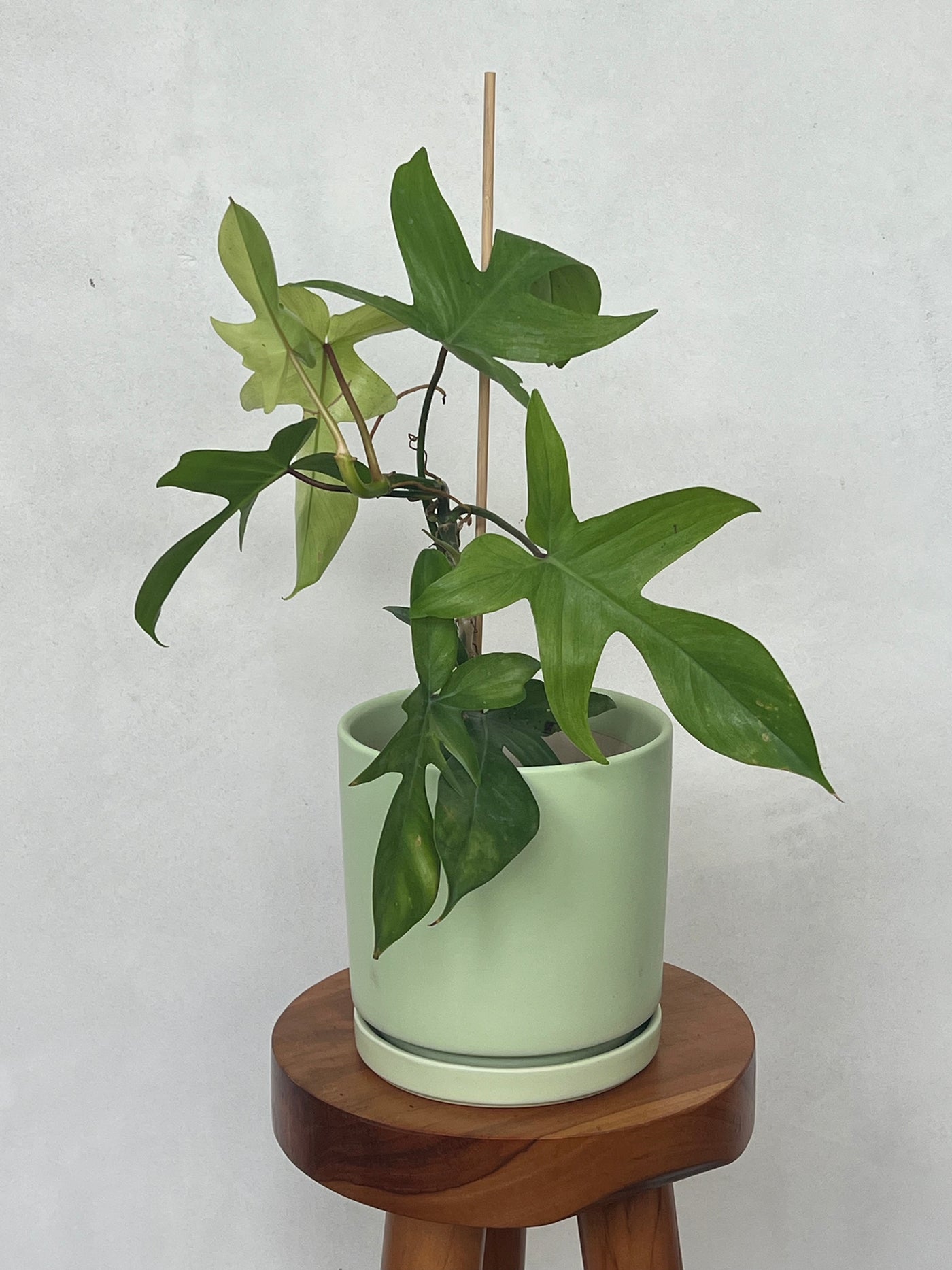 Philodendron Florida Ghost for sale - Plant Vault Encinitas California