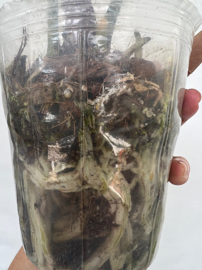 Anthurium Pedatum roots - tropical houseplant for sale
