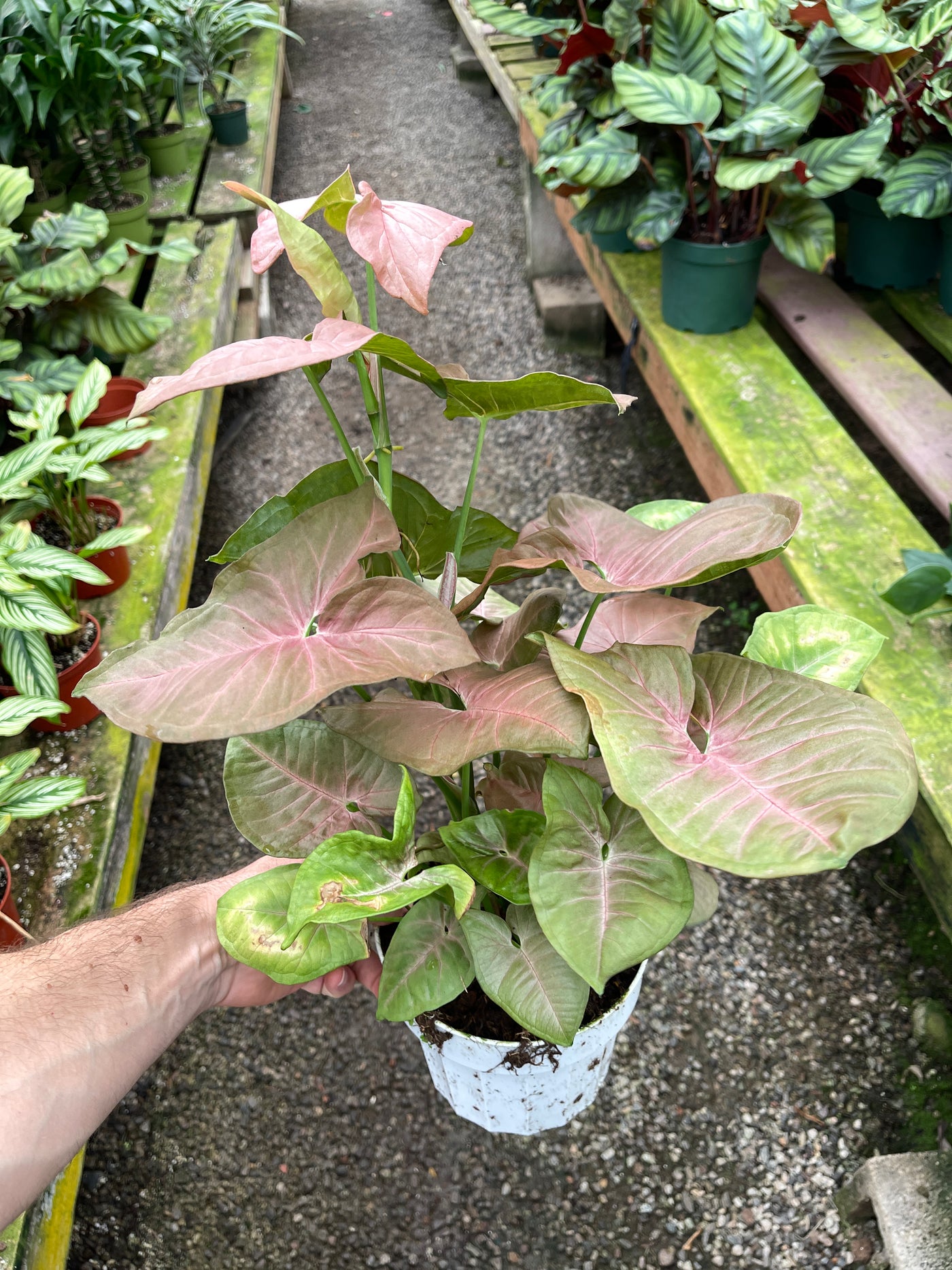 Syngonium Pink Arrow for sale - Plant vault encinitas