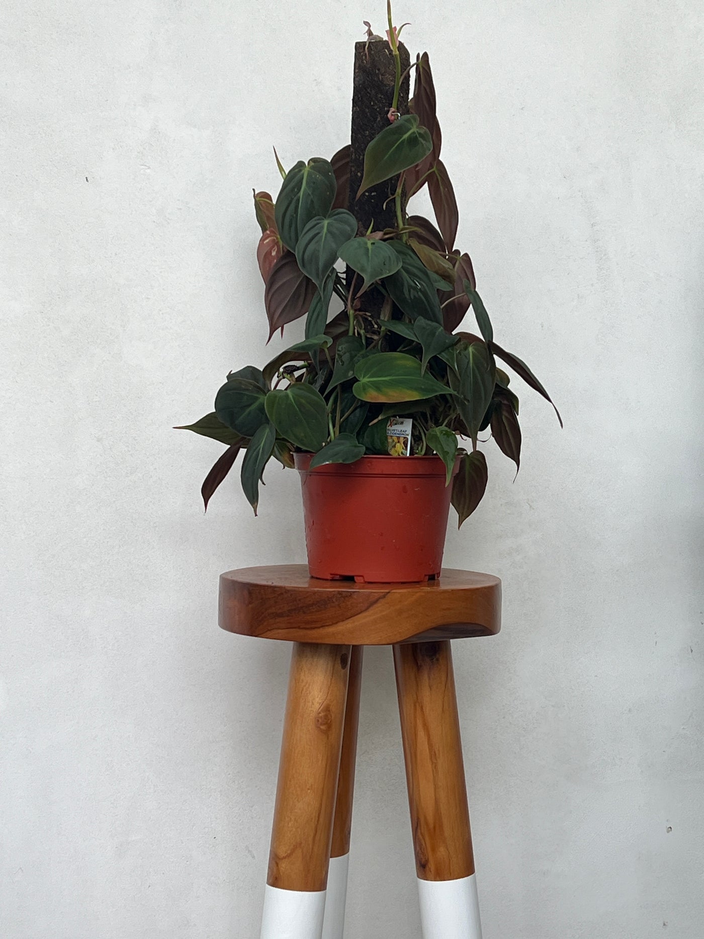 Philodendron Hederaceum Micans on Moss Pole - For Sale in Encinitas California at Plant Vault
