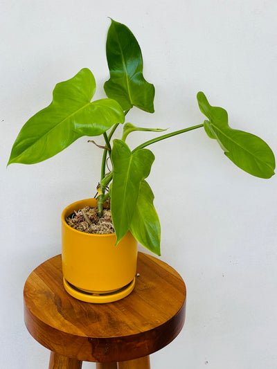 Philodendron Golden Violin houseplant sale - Plant Vault Encinitas