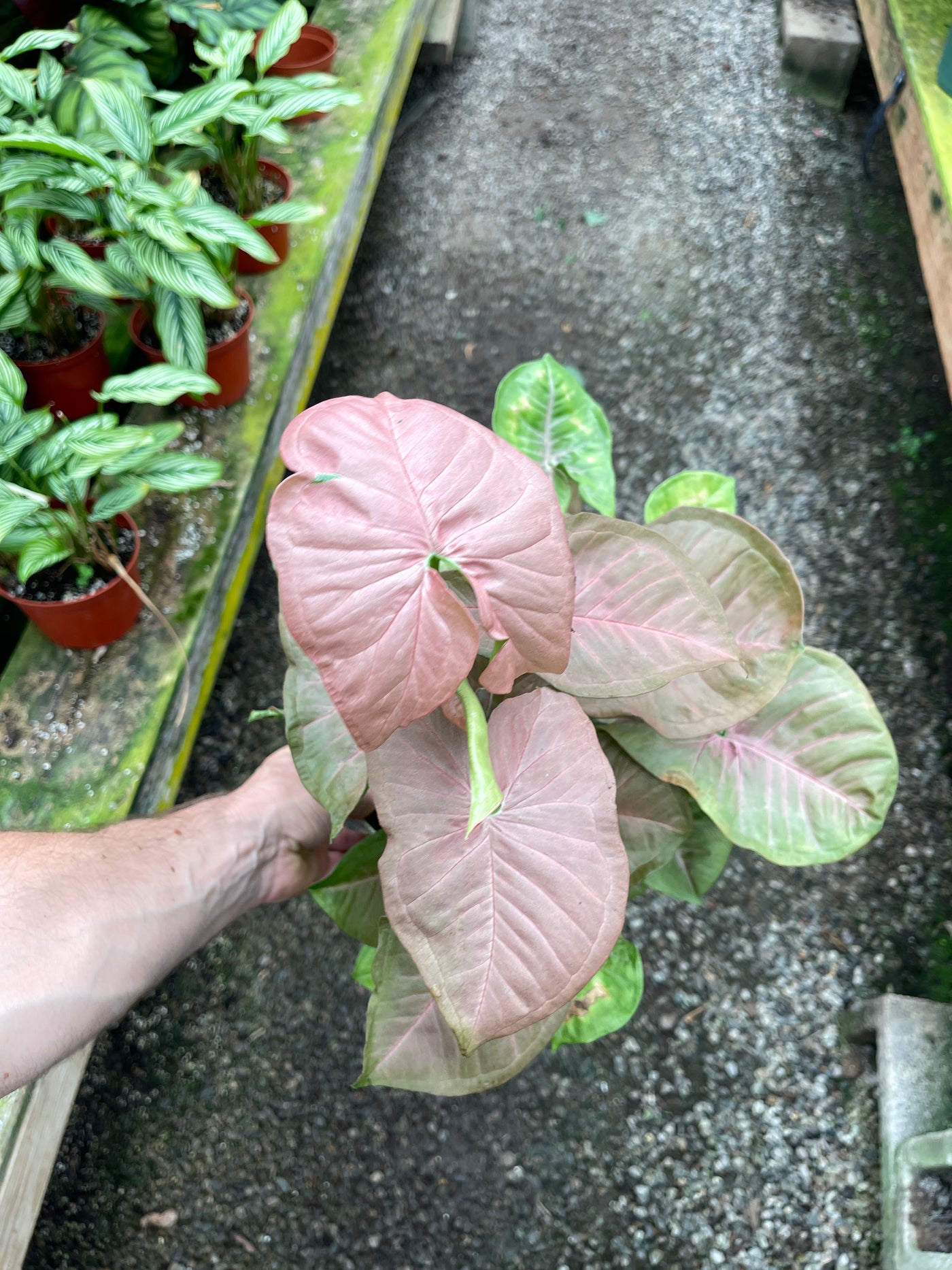 Syngonium Pink Arrow houseplant - plant vault 