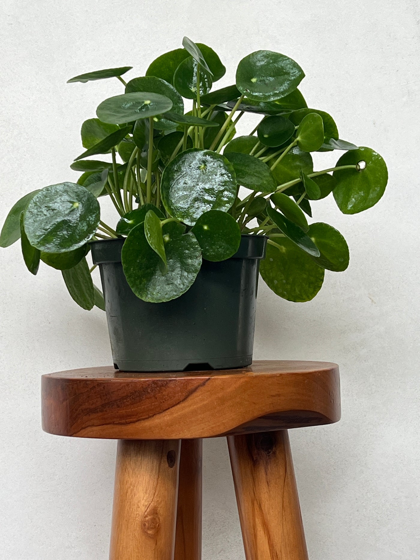 Pilea Peperomiodes (Chinese Money Plant) for sale in Encinitas California at Plant Vault
