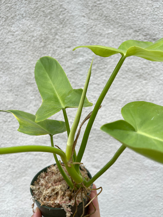 Philodendron Golden Violin