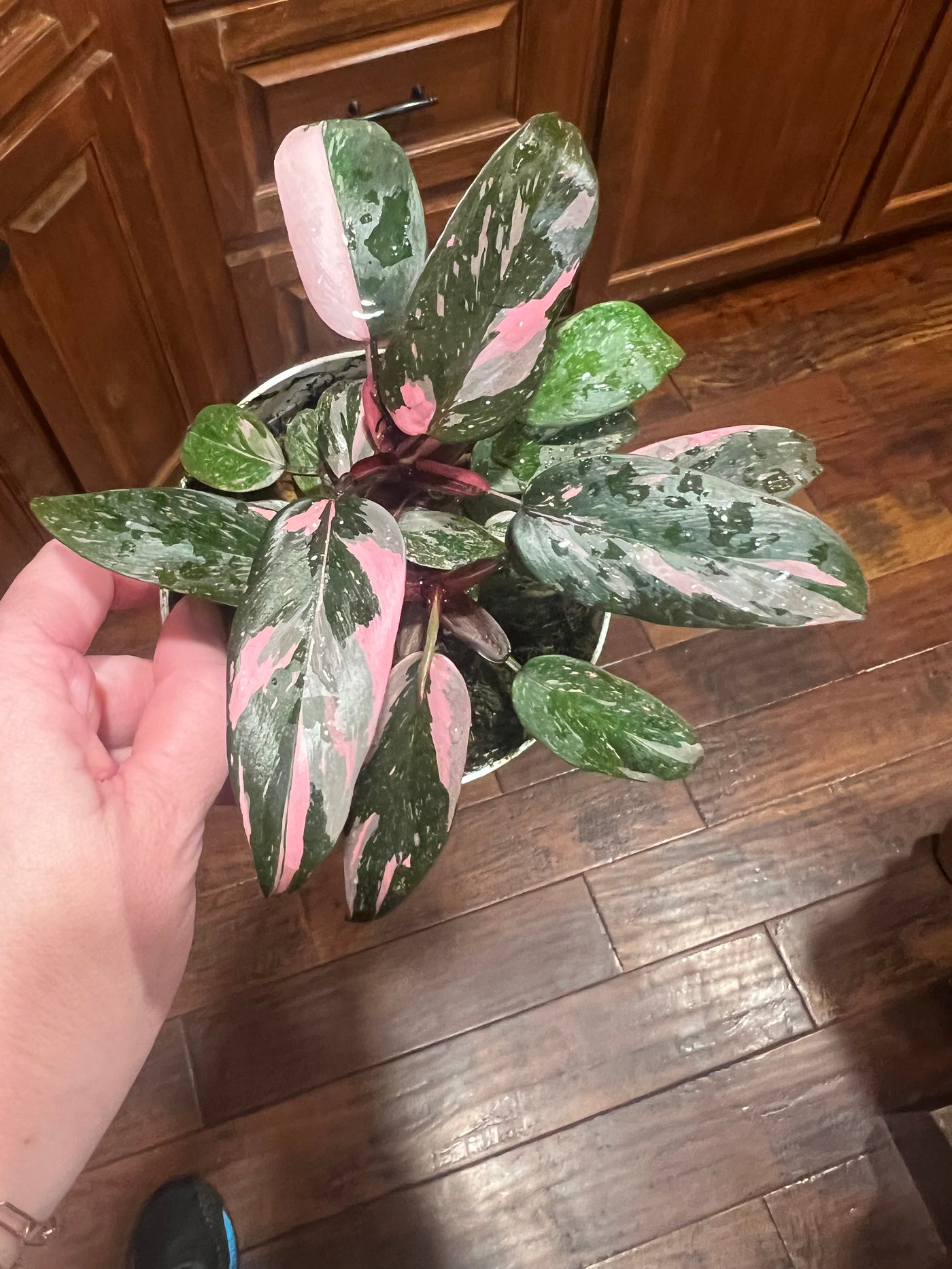 highly variegated pink princesses with mutliple plants in one pot for sale | Cheap Plant Vault San Diego California