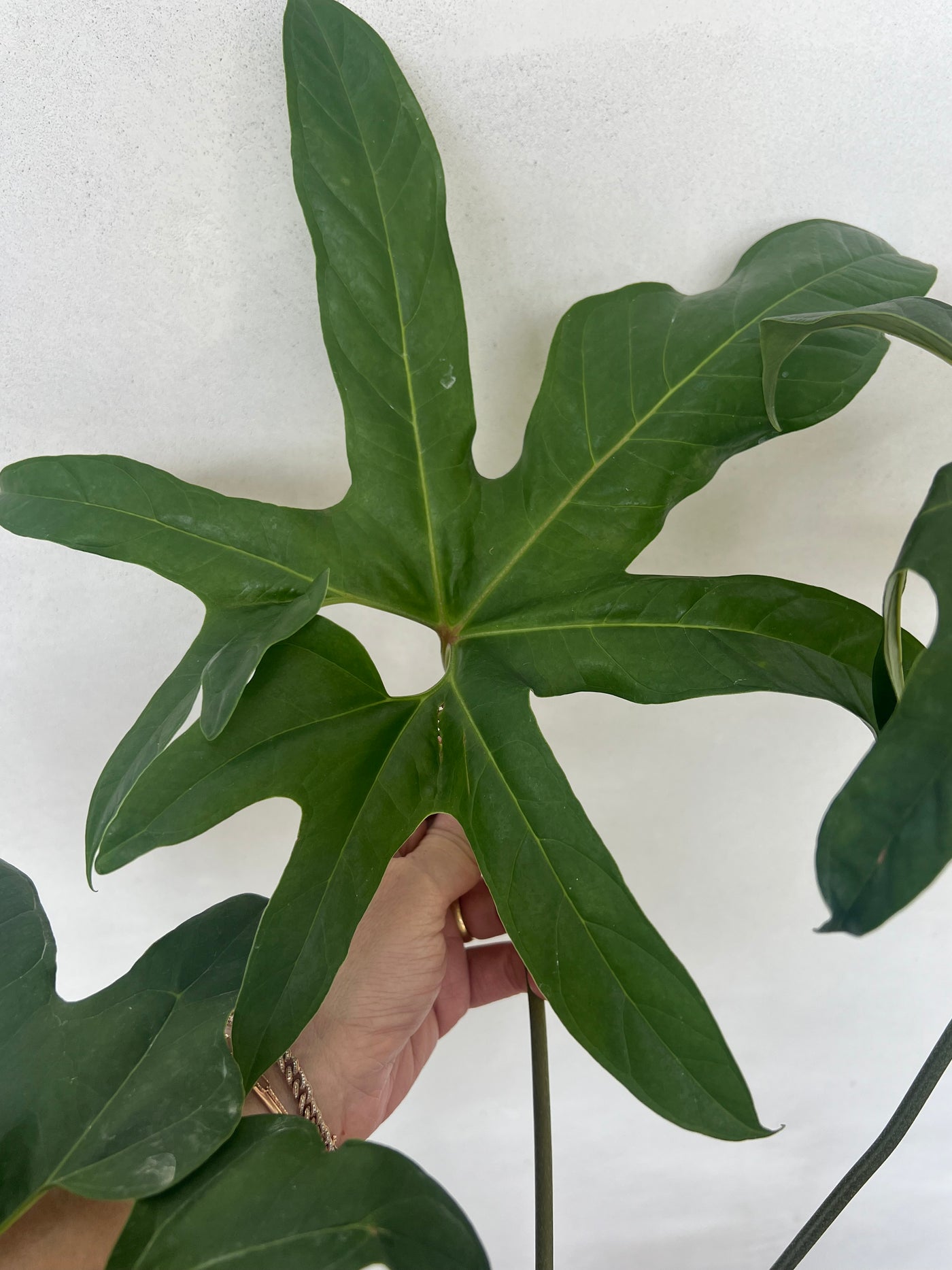 Anthurium Fingers foliage - houseplant for sale