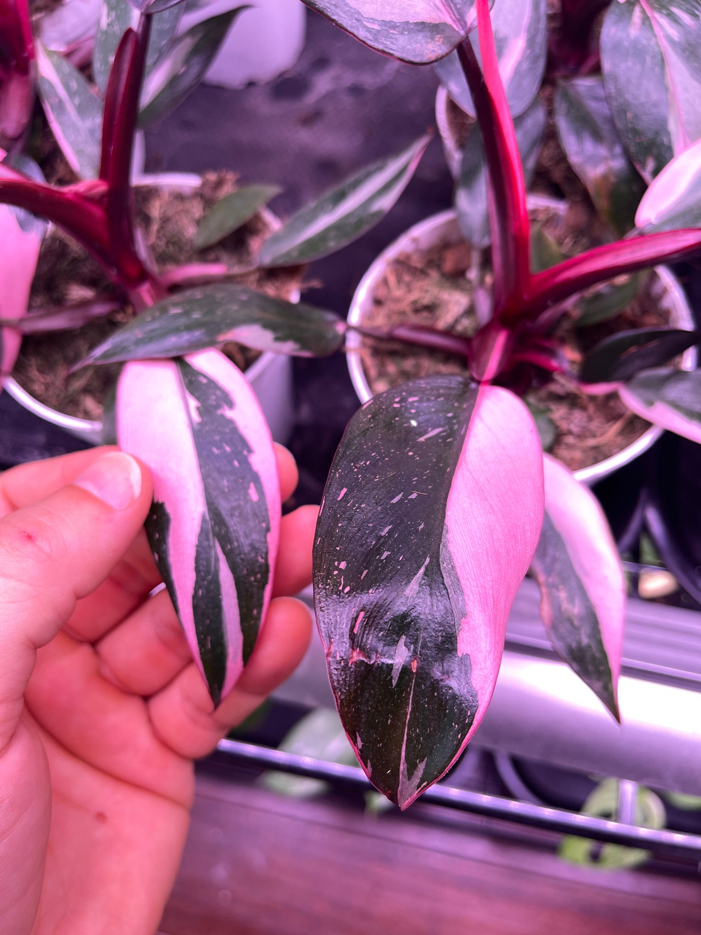 Very variegated black cherry philodendron pink princess - shop now