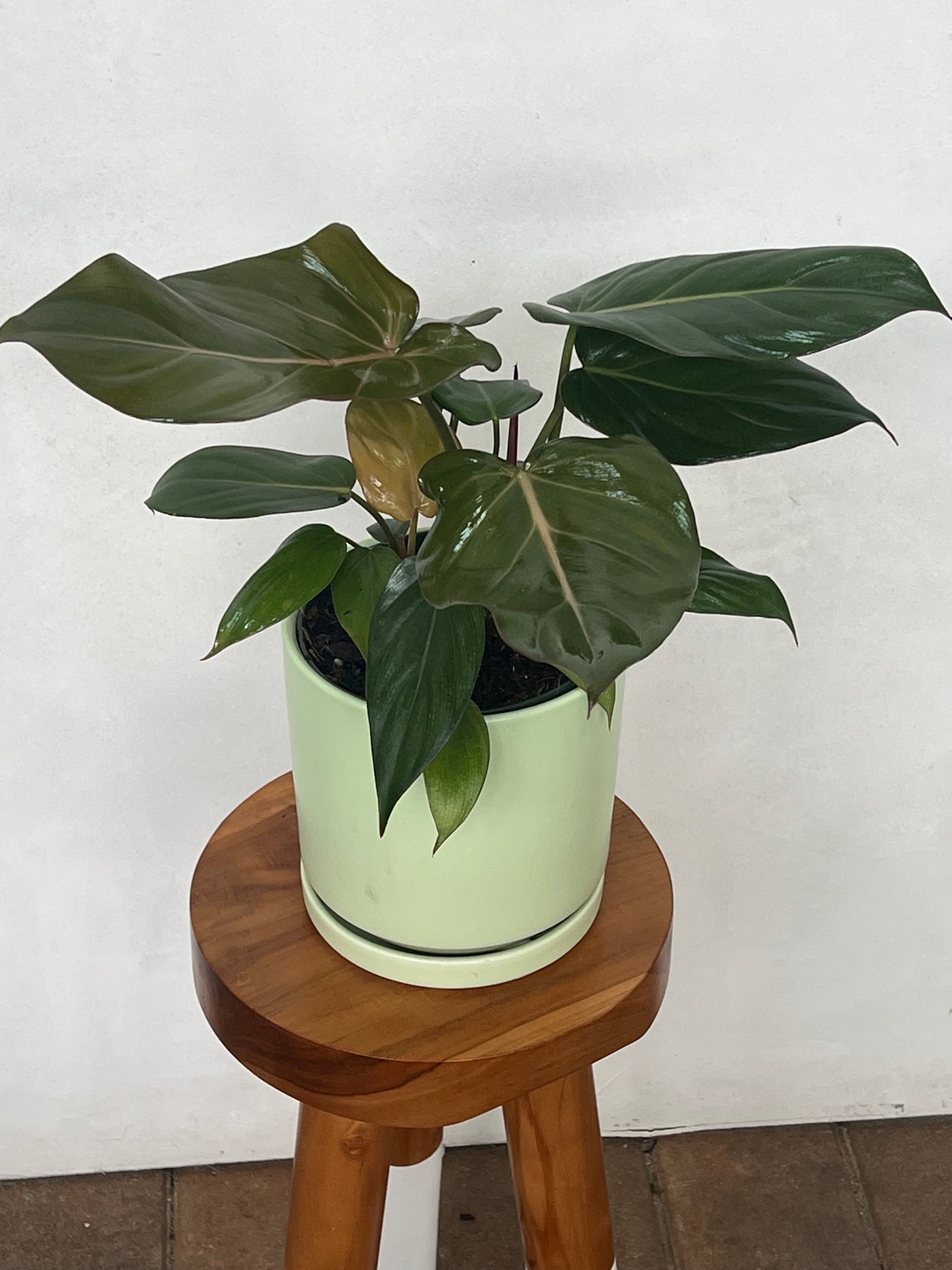 Large Summer Glory Philodendron for sale at plant vault