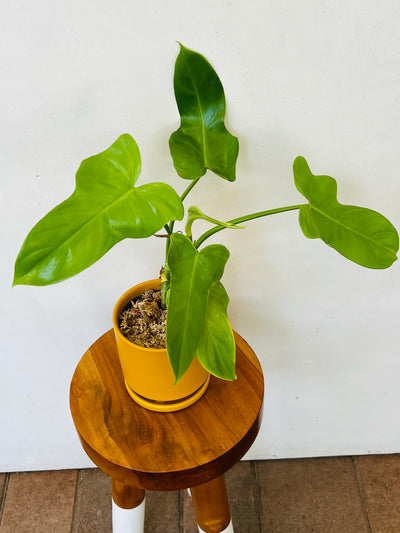 Philodendron Golden Violin for sale at plant vault