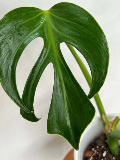 Fenestrated Monstera Burle Marx Flame for sale - Plant Vault