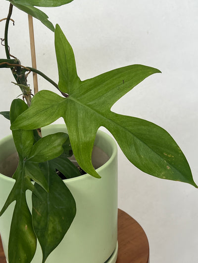 Cheap Philodendron Florida Ghost for sale - Plant Vault Encinitas California