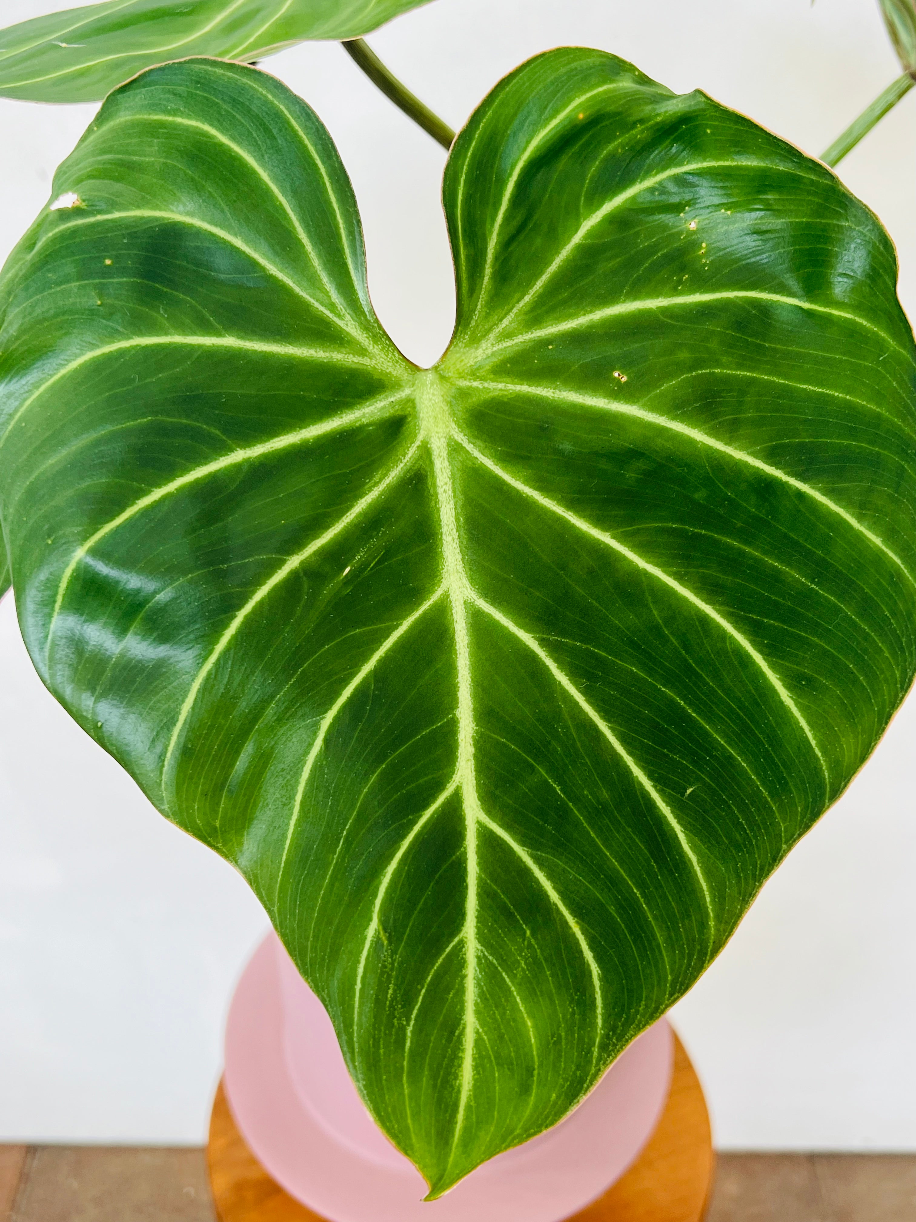 Buy Large Philodendron Gloriosum now - Plant Vault