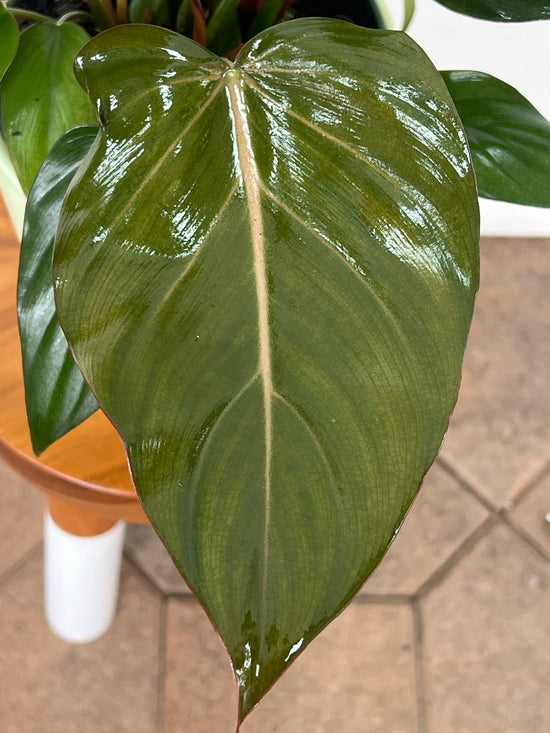 Gloriosum Summer Glory Philodendron for sale cheap