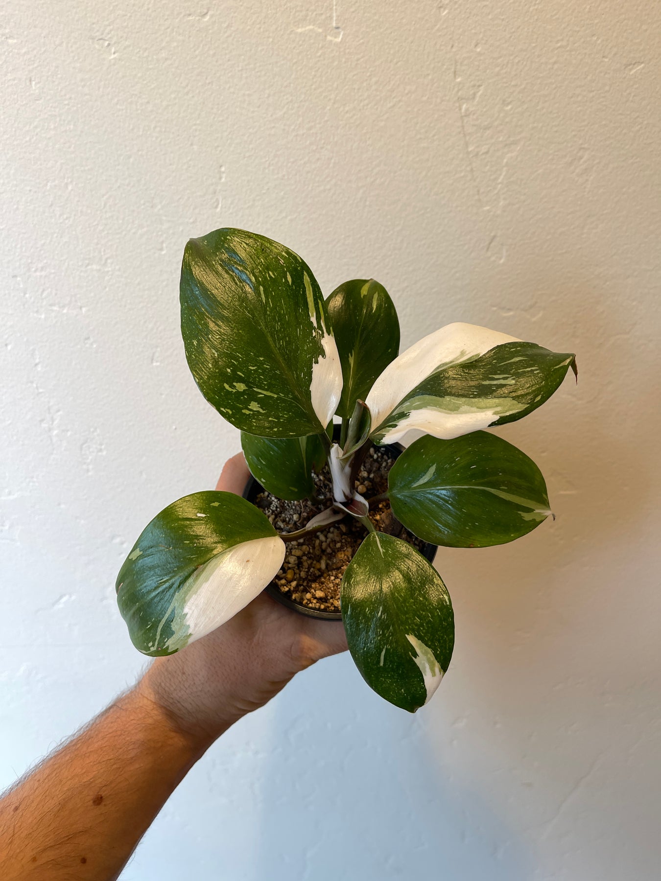 Philodendron White Knight for sale - Plant Vault