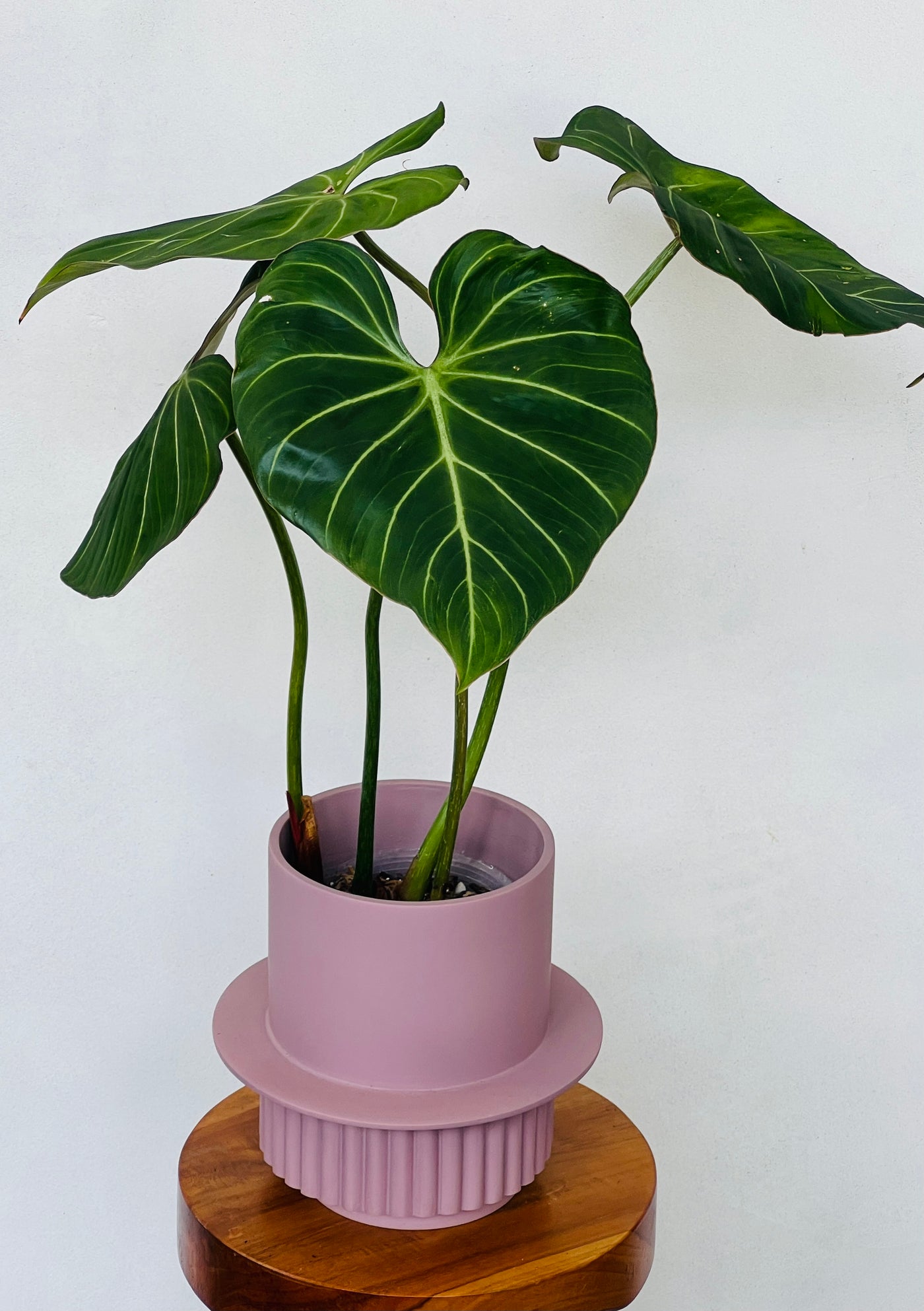 Large and full philodendron Gloriosum for sale - Plant Vault