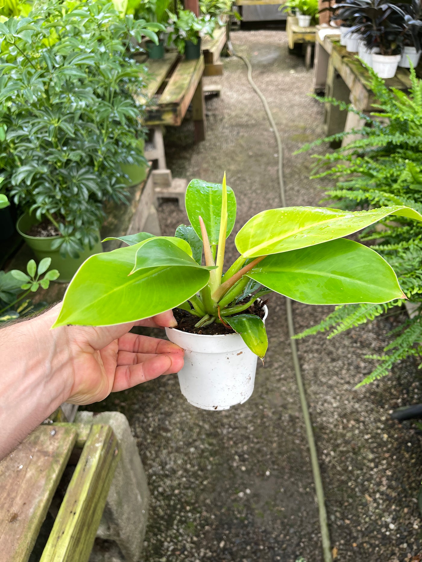 Imperial Gold Philodendron