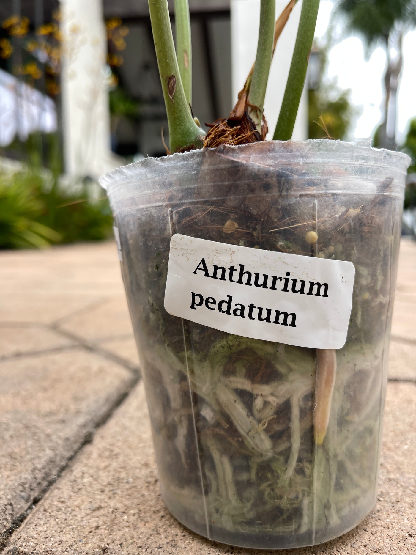 Anthurium Pedatum roots on plant for sale - the plant vault encinitas california