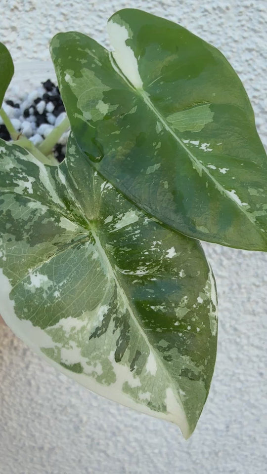 Alocasia Albo Frydek
