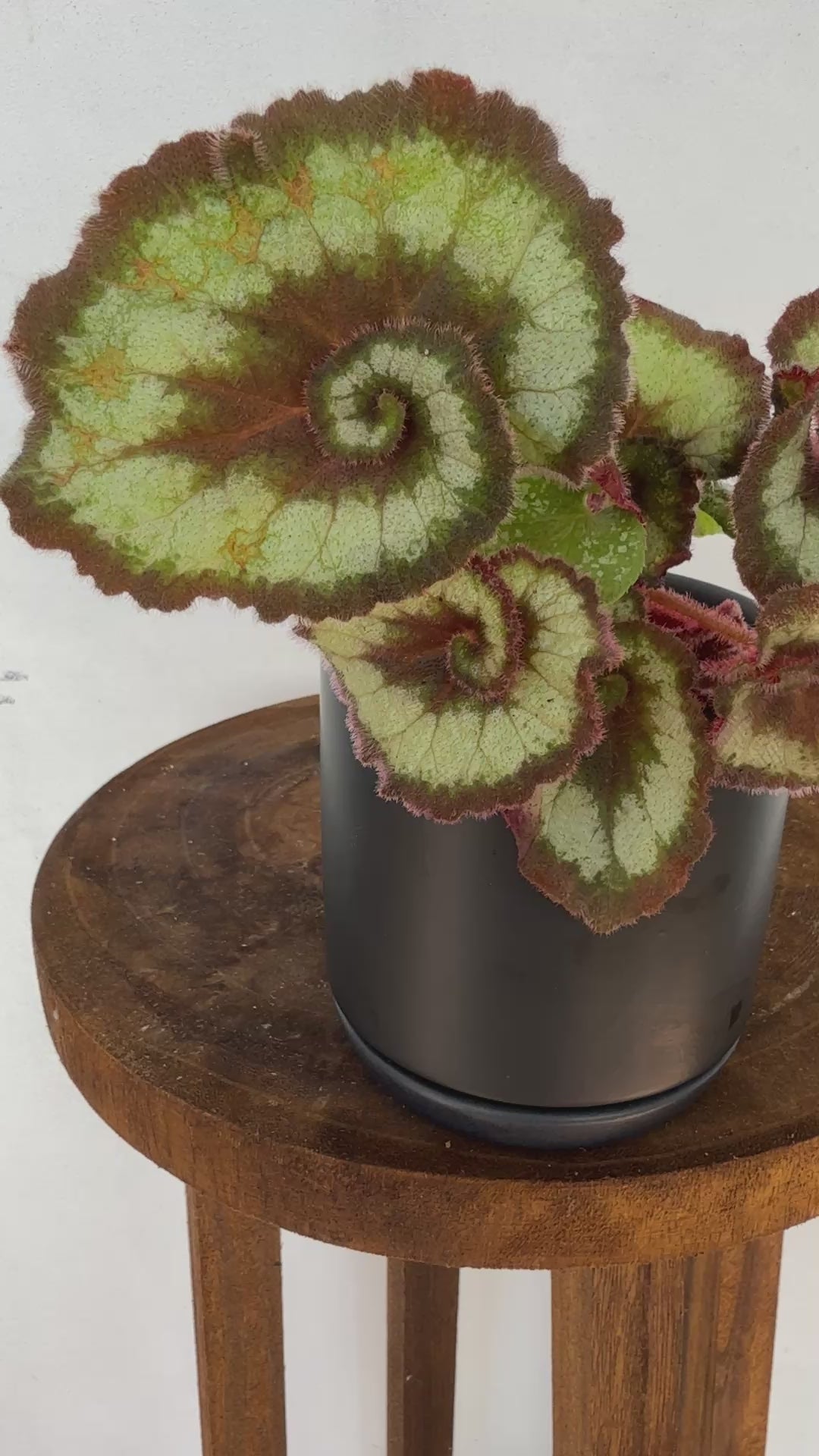 Begonia Escargo