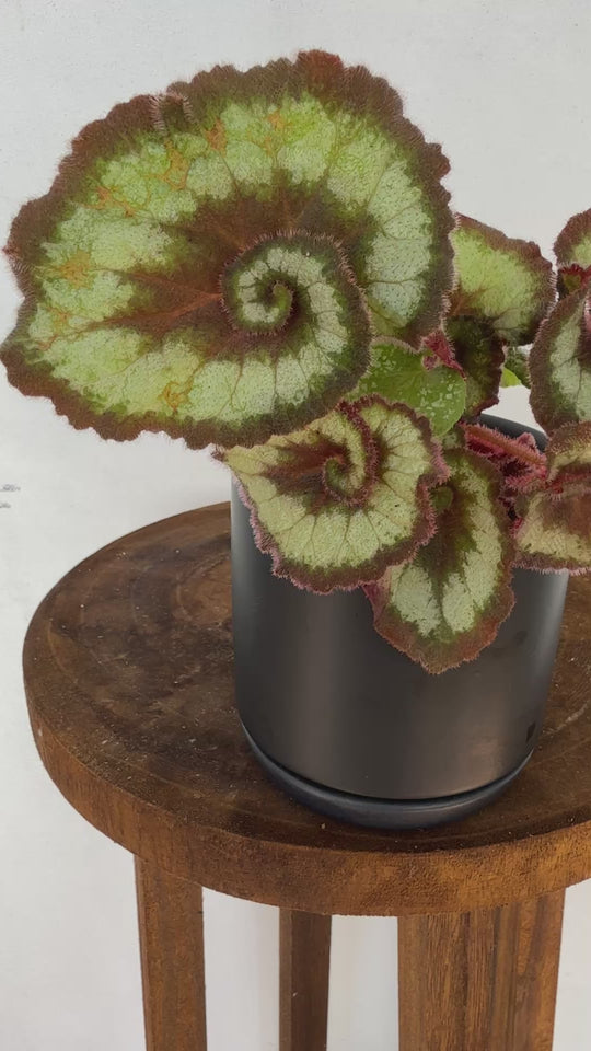 Begonia Escargo