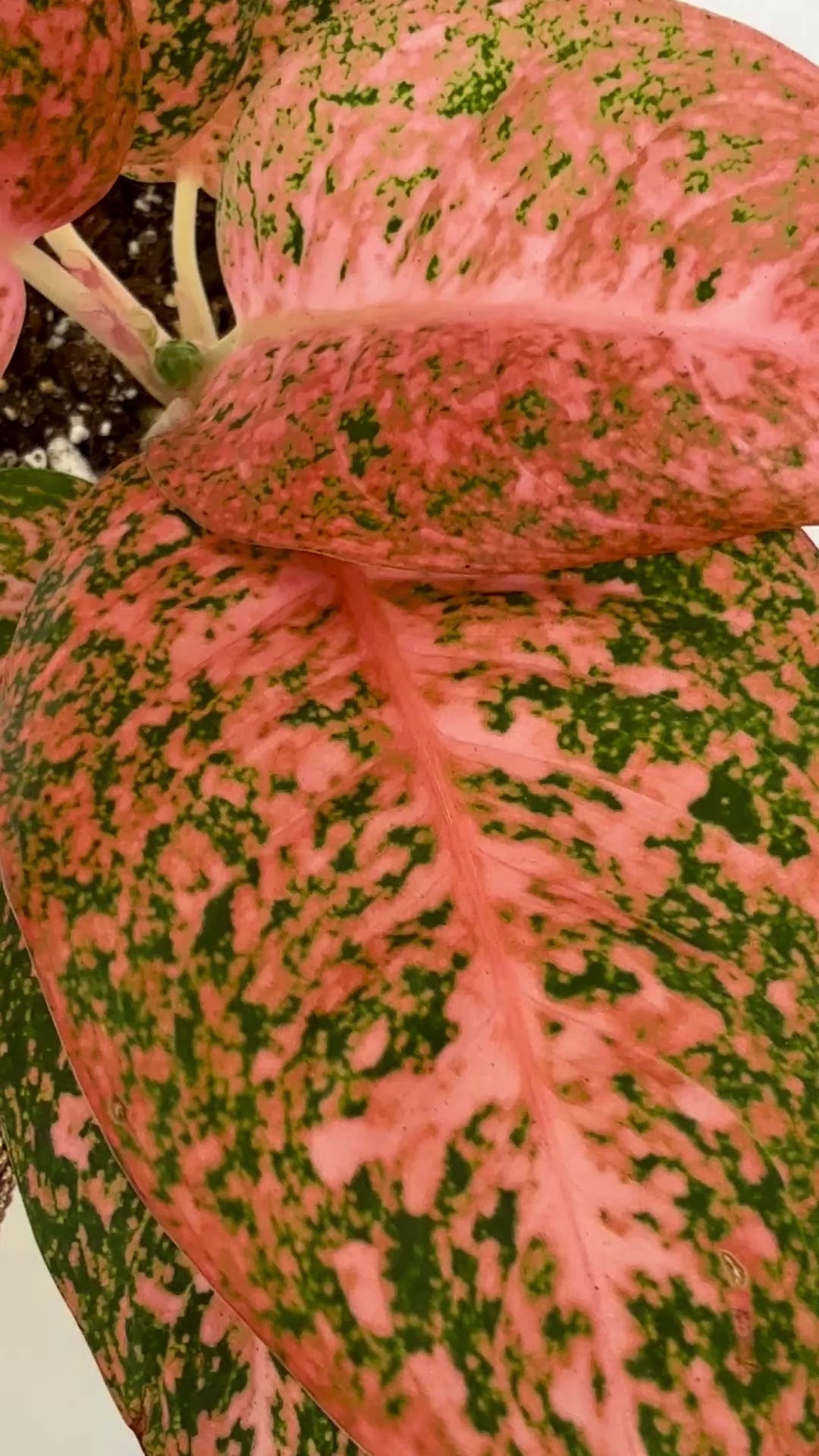 Aglaonema Orange Stardust – Plant Vault