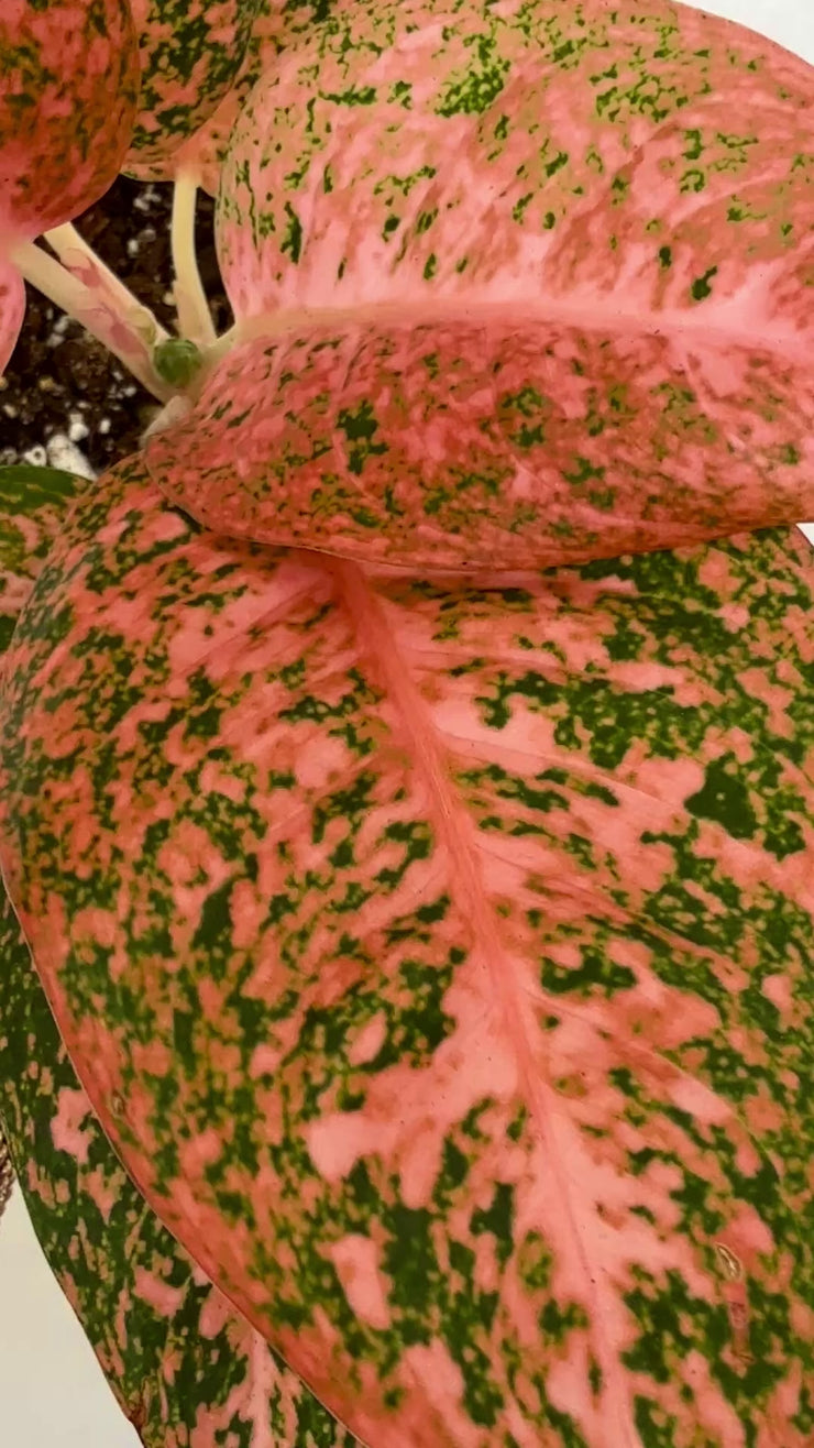Aglaonema Orange Stardust – Plant Vault